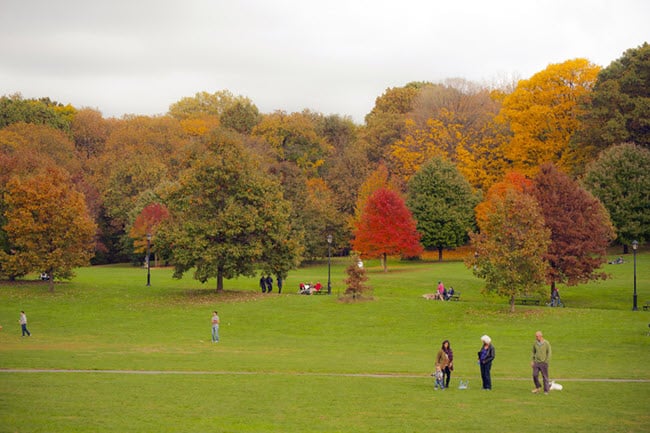 fall foliage Prospect Park – Brooklyn 