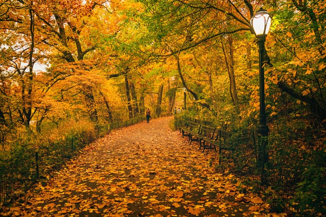 20 Best Places to See the Fall Foliage in NYC